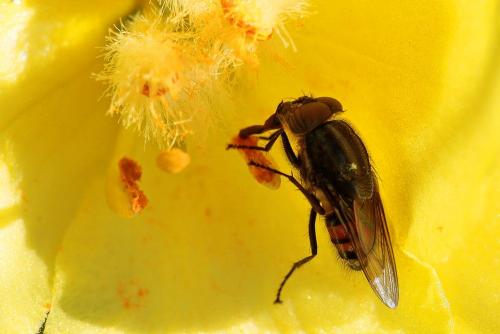 Stomorhina lunata